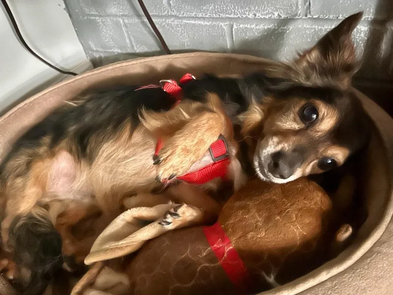 Lucky Bonded with Ginger thumbnail 2