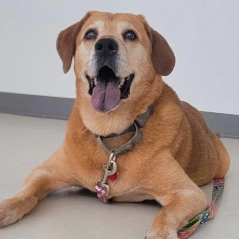 A senior large-sized female Apricot / Beige Hound dog named Sarah for adoption in Warwick, RI