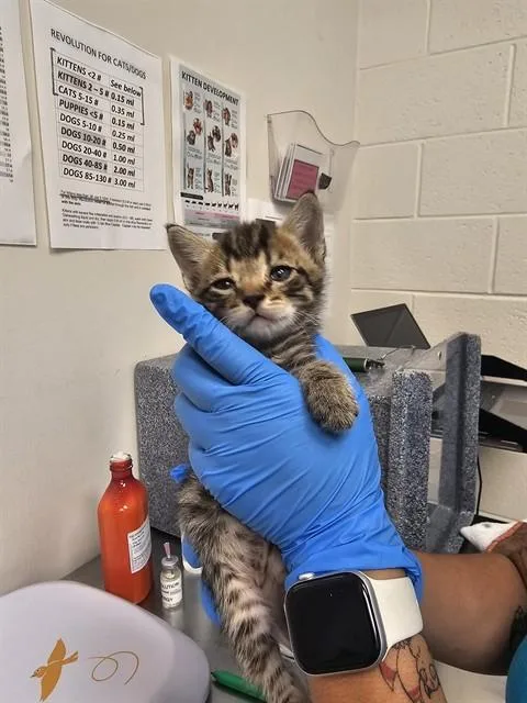A baby small-sized male Domestic Short Hair cat named Mr. Meow for adoption in Naples, FL