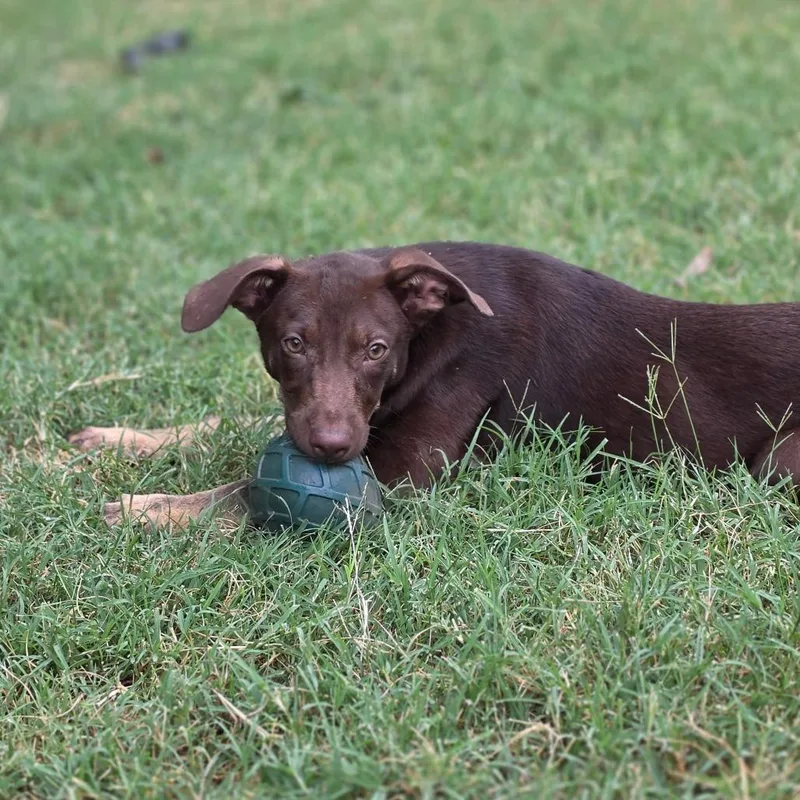A baby medium-sized female Brown / Chocolate Australian Kelpie dog named Rarity AL for adoption in Austin, TX