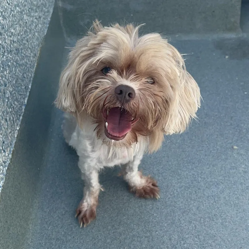 An adult small-sized male Yellow / Tan / Blond / Fawn Shih Tzu dog named Sam for adoption in Hawthorne, CA