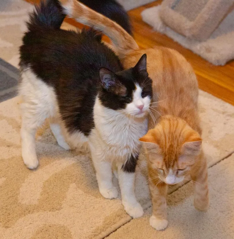 A baby medium-sized male Tabby (Orange / Red) Domestic Short Hair cat named Finster for adoption in Elmwood Park, NJ
