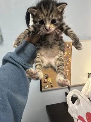 A baby small-sized female Domestic Short Hair cat named Belly for adoption in Chamblee, GA