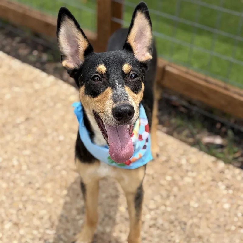 A young medium-sized female Black Australian Kelpie dog named Raven for adoption in Bastrop, TX