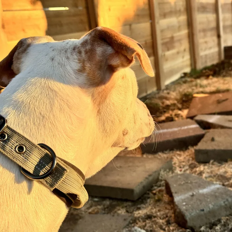 A baby large-sized male White / Cream Pit Bull Terrier dog named Bear for adoption in Berkeley, CA