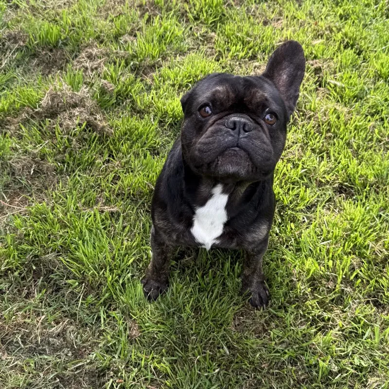 An adult small-sized male Black French Bulldog dog named Moocho for adoption in Sacramento, CA
