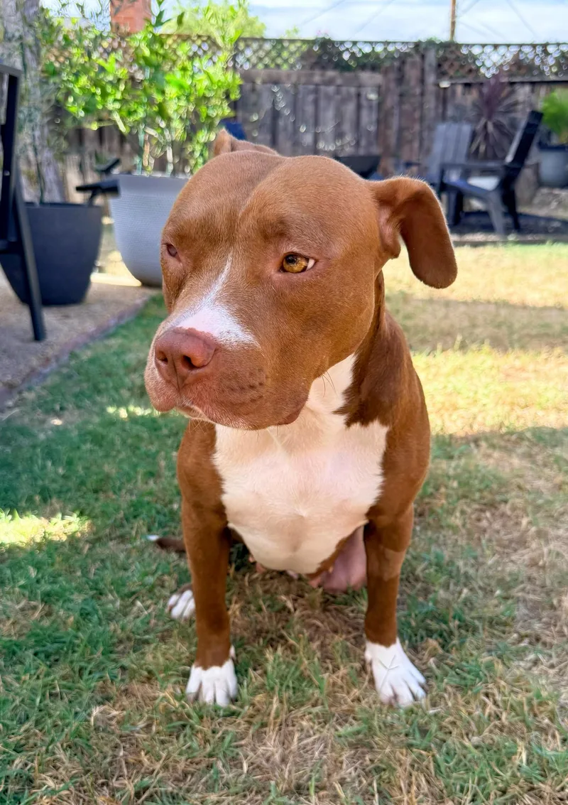 A young medium-sized female Pit Bull Terrier dog named Star for adoption in santa monica, CA
