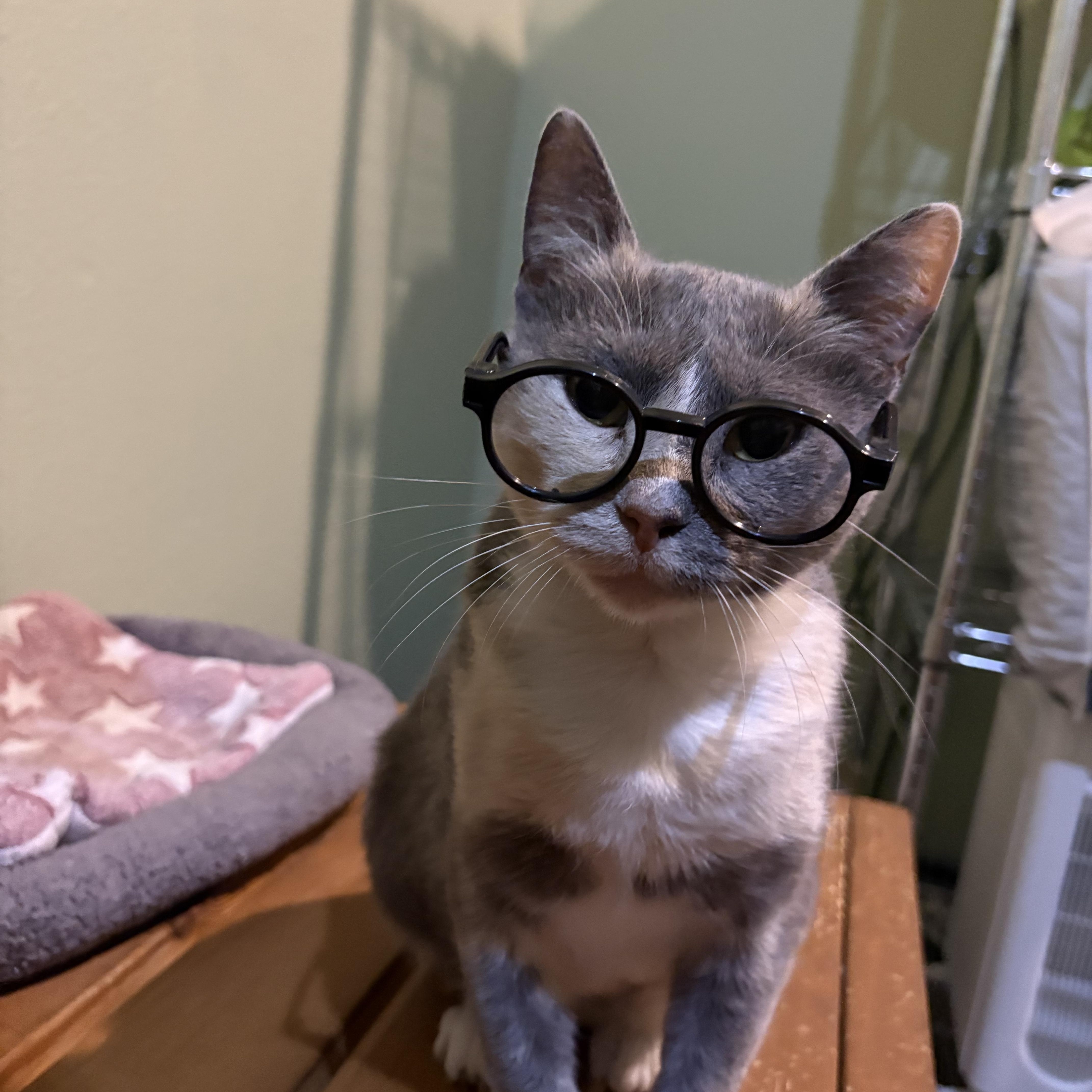 An adult medium-sized female Calico cat named Gemma Stone for adoption in Liverpool, TX