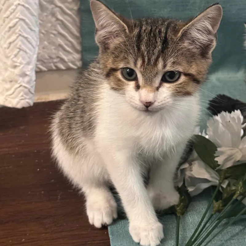 A baby small-sized male Brown / Chocolate Domestic Short Hair cat named Baby Luigi for adoption in TITUSVILLE, FL