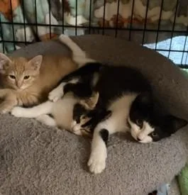 A baby medium-sized male Black & White / Tuxedo Domestic Short Hair cat named Orion for adoption in Midland, MI