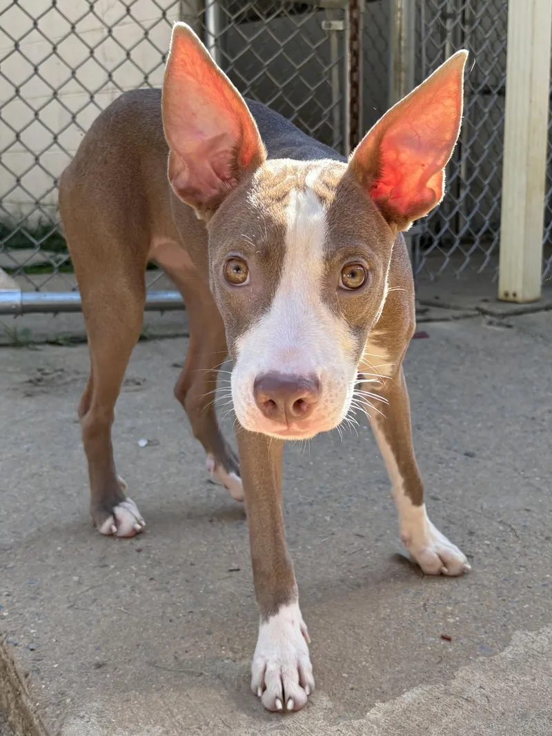 A young large-sized female Pit Bull Terrier dog named Lemon Meringue for adoption in Wetumpka, AL