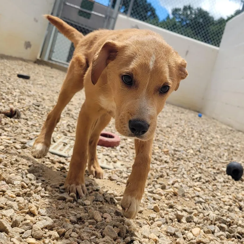 A baby small-sized female White / Cream Mixed Breed dog named Oppie for adoption in LOXAHATCHEE, FL