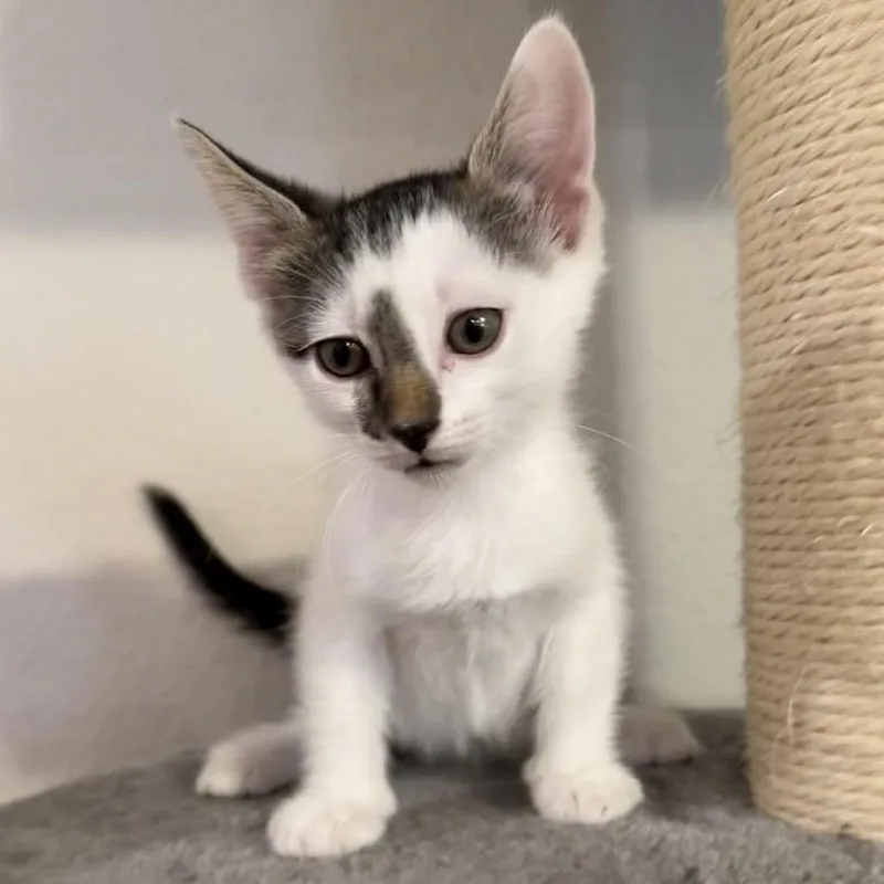 A baby small-sized female White Domestic Short Hair cat named Bella for adoption in Midland, TX
