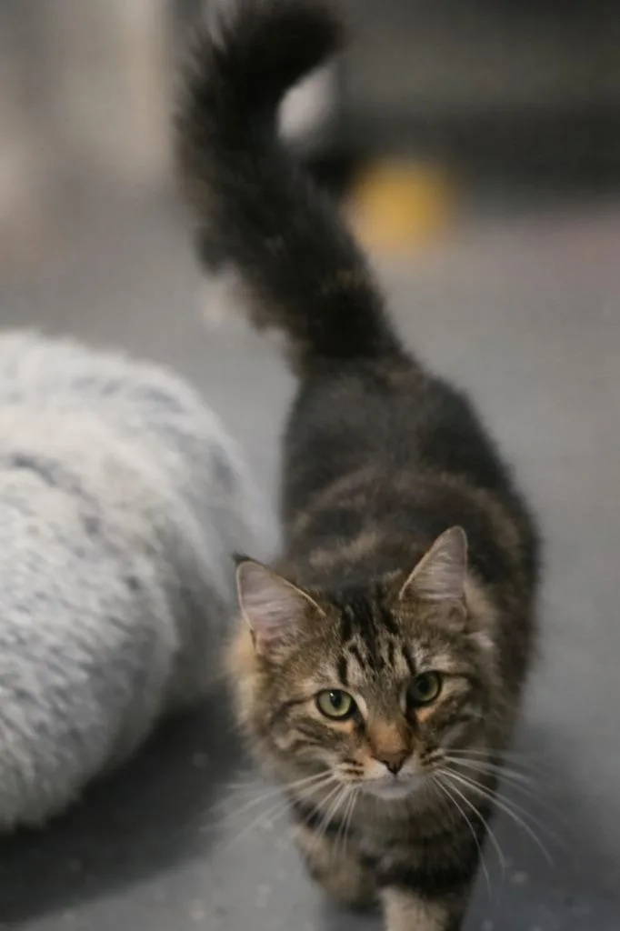 A young medium-sized male Domestic Long Hair cat named Mr Muffin Man for adoption in Miami, OK