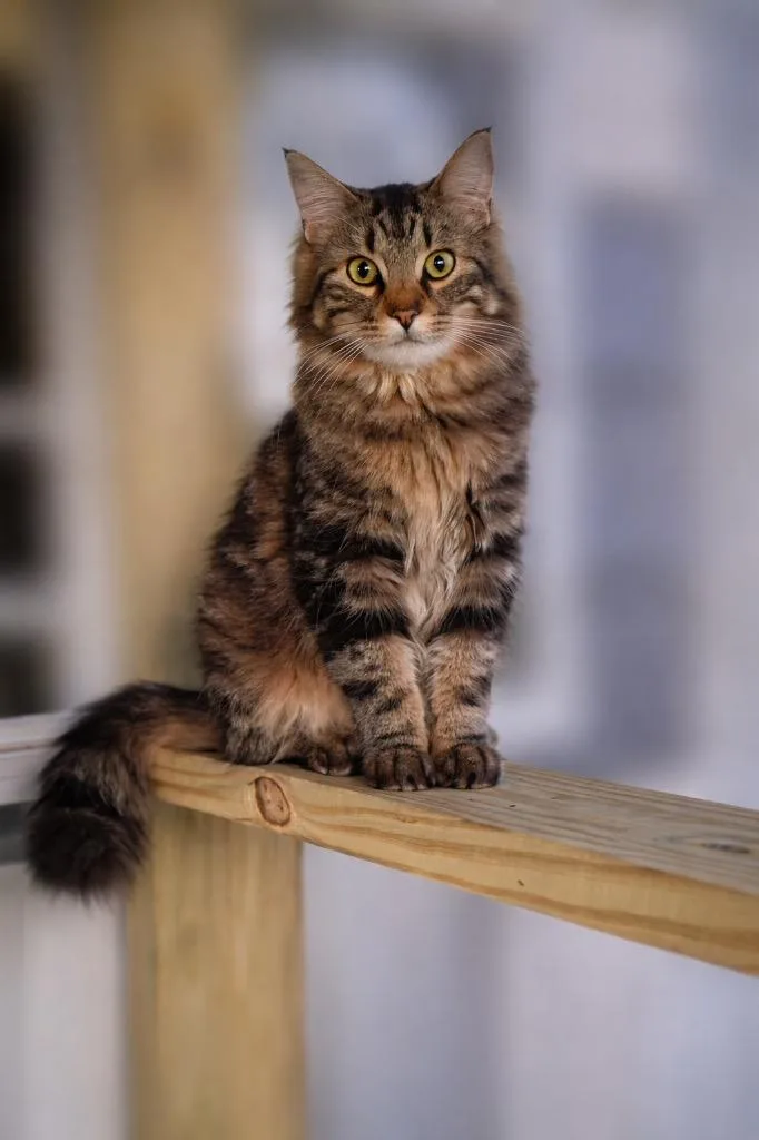 Mr Muffin Man thumbnail 2