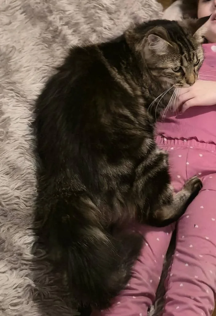 Mr Muffin Man thumbnail 3