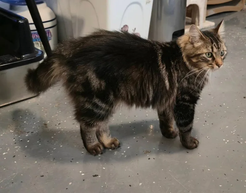 Mr Muffin Man thumbnail 4