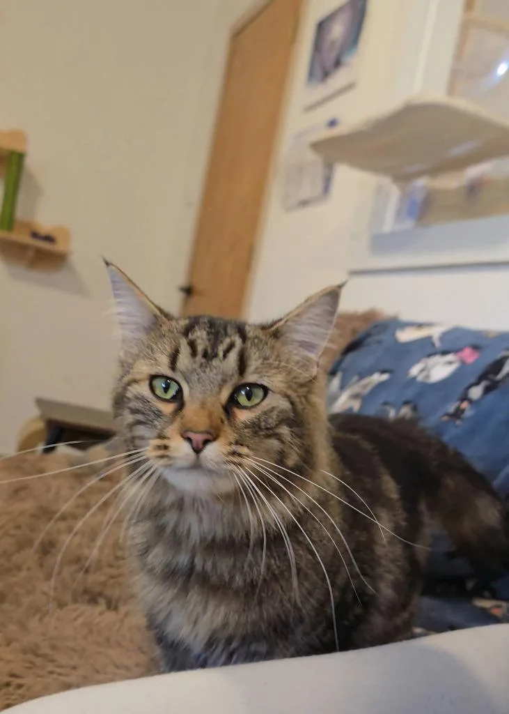 Mr Muffin Man thumbnail 5