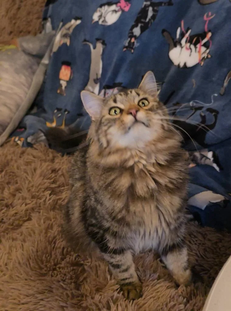 Mr Muffin Man thumbnail 6