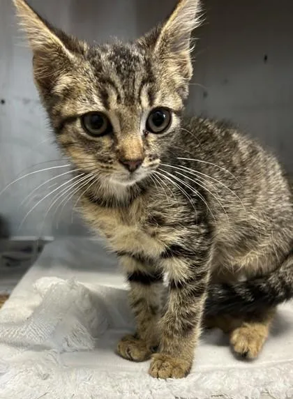 A baby medium-sized female Domestic Short Hair cat named Mika for adoption in Chamblee, GA