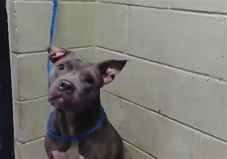 A young large-sized female Pit Bull Terrier dog named Celses for adoption in Tulsa, OK