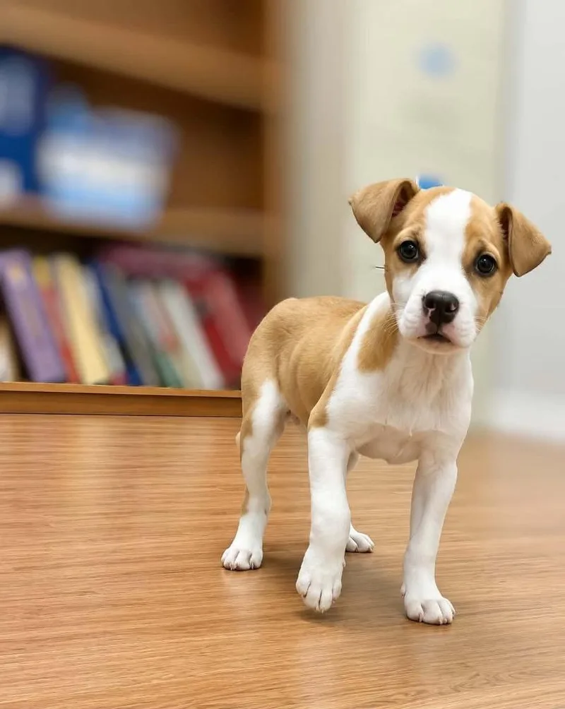 A baby extra large-sized female Jack Russell Terrier dog named Benita for adoption in North Syracuse, NY