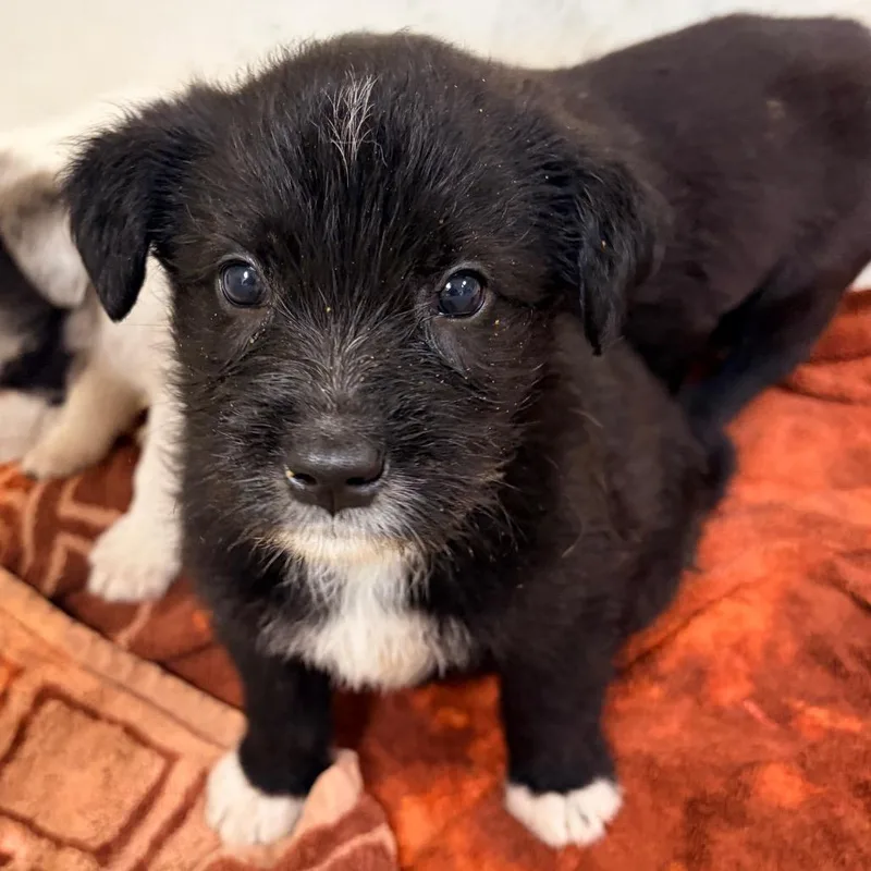 A baby small-sized female Black Wire Fox Terrier dog named Rose for adoption in Palestine, TX