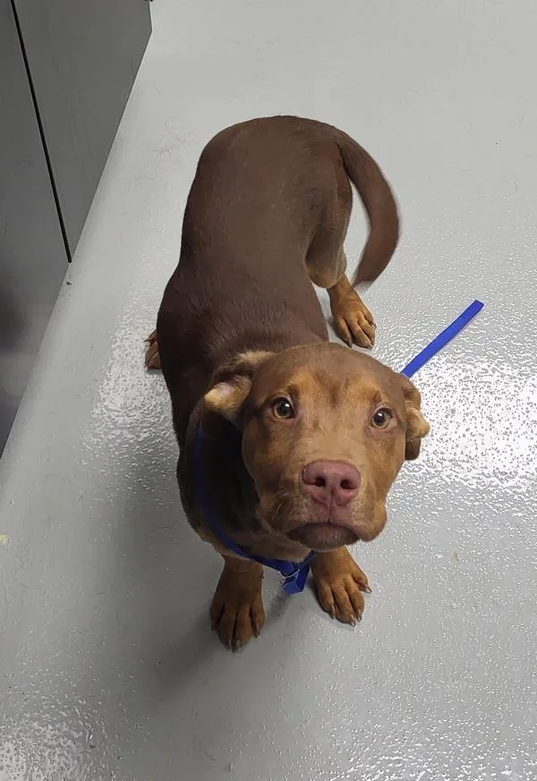 A baby medium-sized male Pit Bull Terrier dog named Pen  Fenway for adoption in Lawrenceville, GA