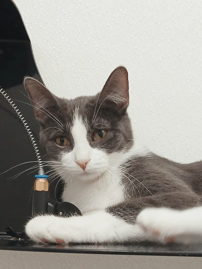 A young medium-sized female Gray & White Domestic Short Hair cat named TiffTiff for adoption in Bay City, MI