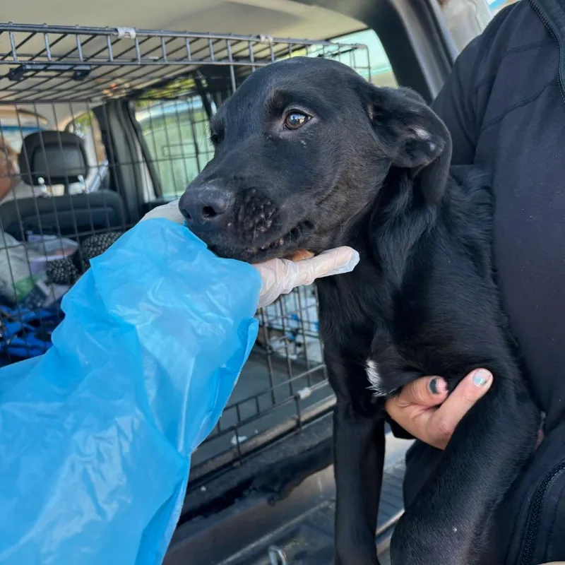 A baby medium-sized male Black Mixed Breed dog named Bruno for adoption in Hendersonville, NC