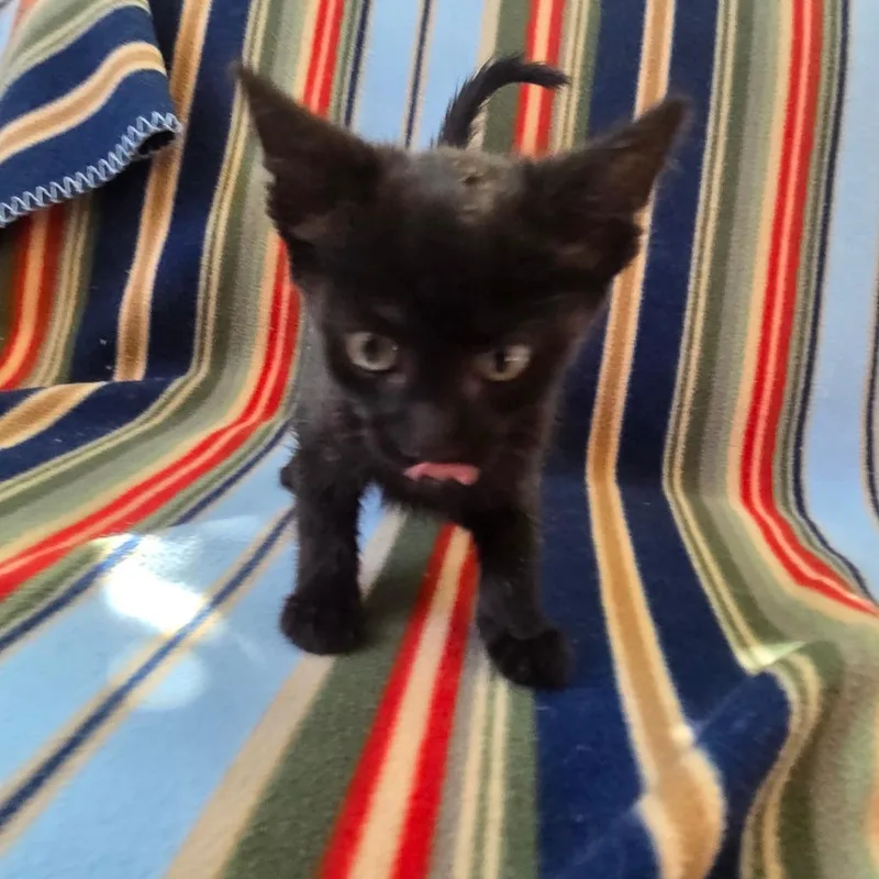 Molasses thumbnail 2