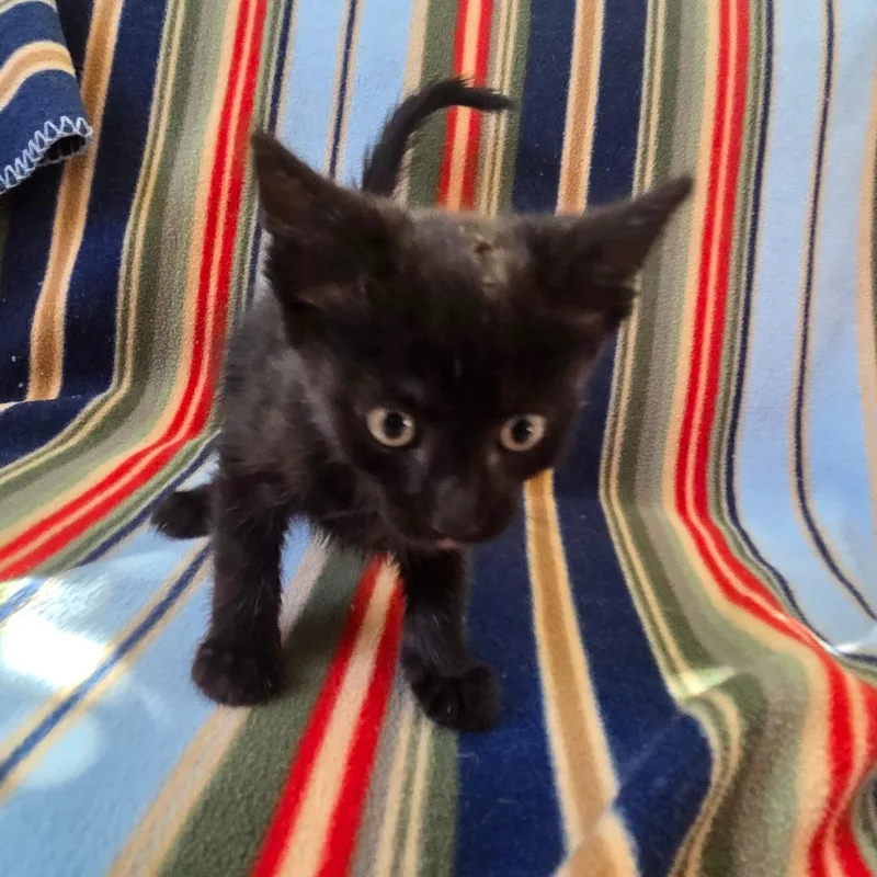 Molasses thumbnail 3