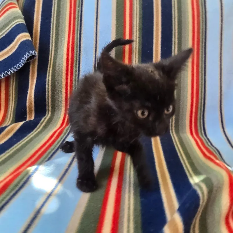 Molasses thumbnail 4