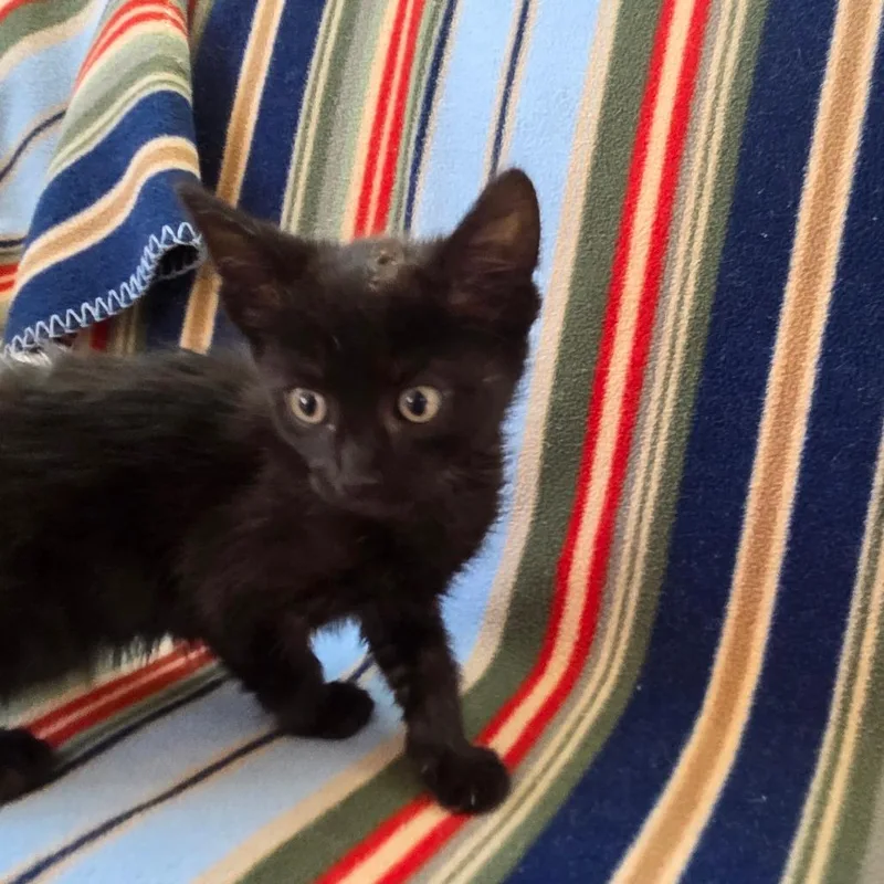 Molasses thumbnail 5