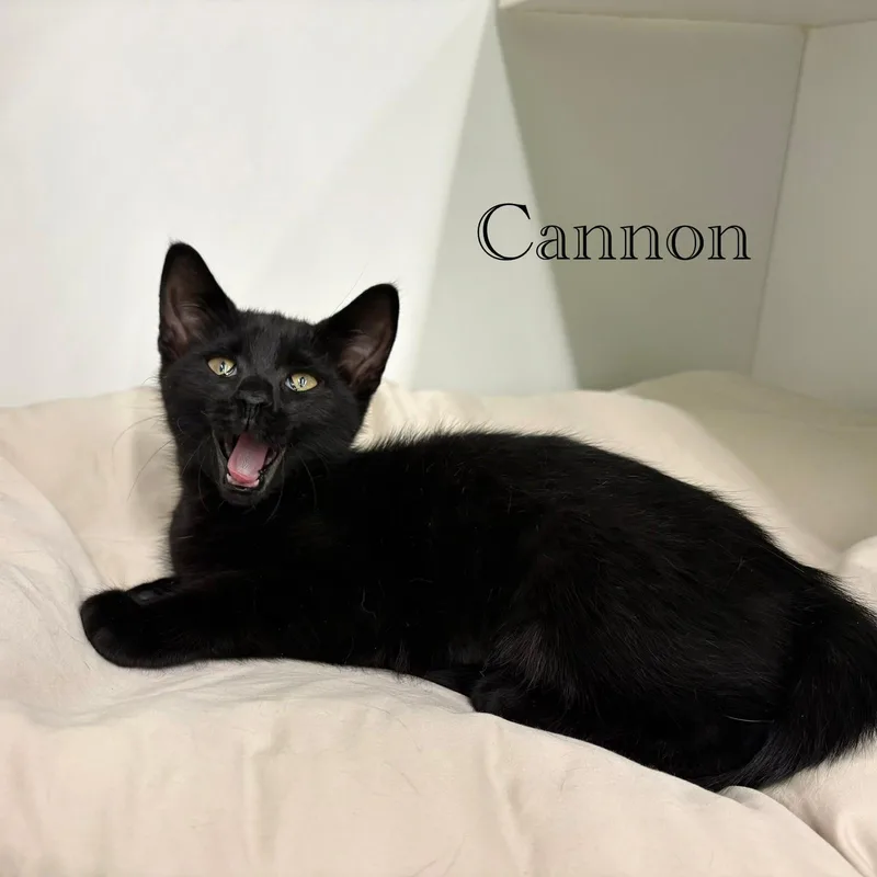 Cannon thumbnail 3