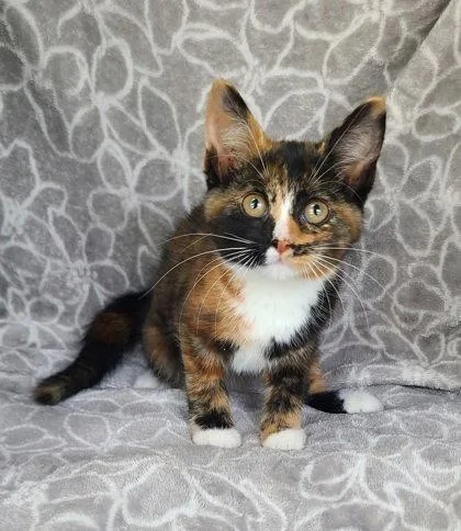 A baby small-sized female Calico cat named 7155 (Berry) for adoption in Lake City, MI