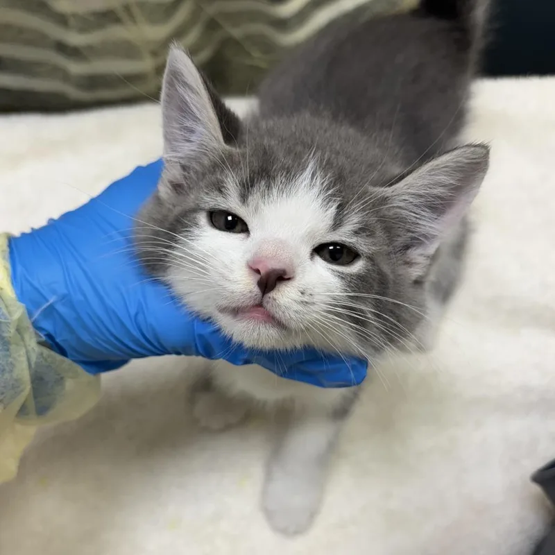 A baby small-sized male Gray / Blue / Silver Domestic Short Hair cat named R.e.m for adoption in Evanston, IL