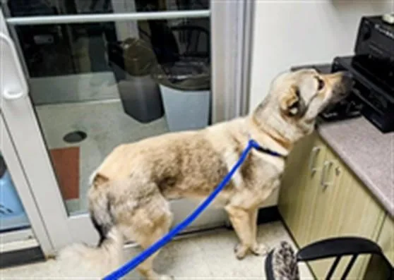 An adult large-sized male Anatolian Shepherd dog named Tex A for adoption in Plano, TX
