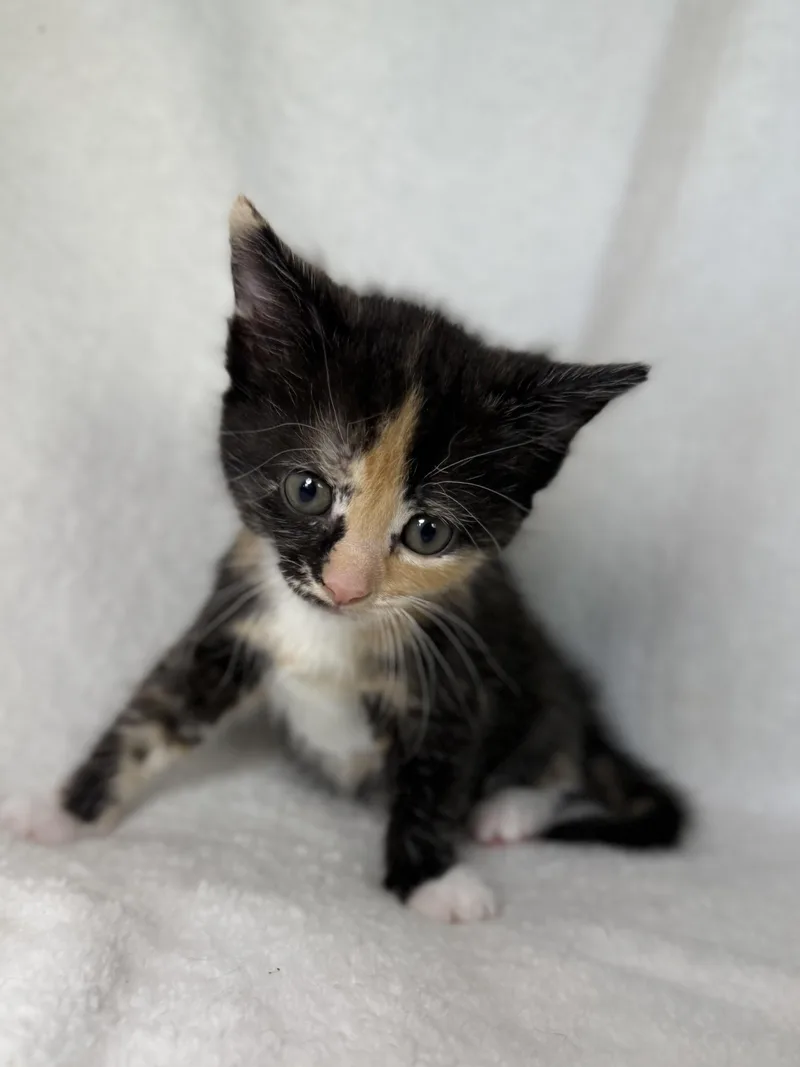 A baby medium-sized female Calico Domestic Short Hair cat named Ivy for adoption in Greensboro, NC