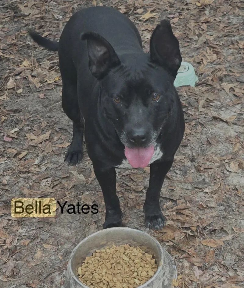 A young medium-sized female Pit Bull Terrier dog named Bella Yates for adoption in Farmerville, LA