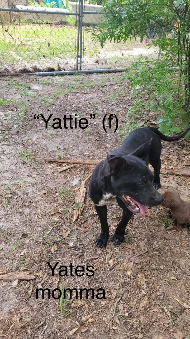 Bella Yates thumbnail 2