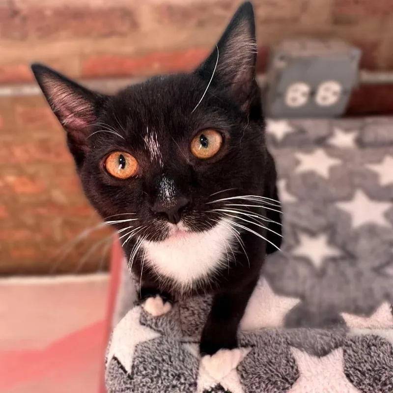 A baby small-sized male Black Domestic Short Hair cat named Adonis for adoption in Forest Park, IL