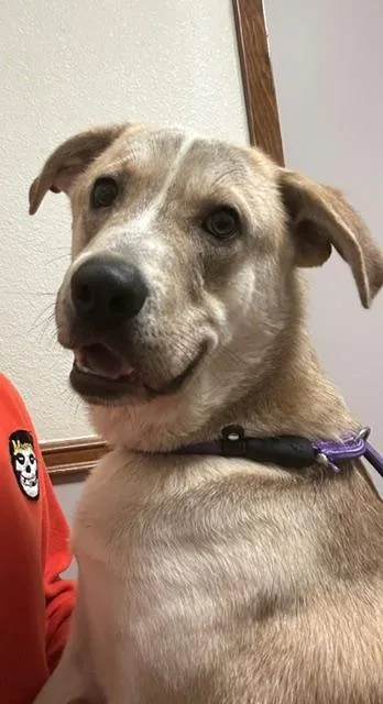 An adult medium-sized male Shepherd dog named Wally for adoption in Littleton, CO