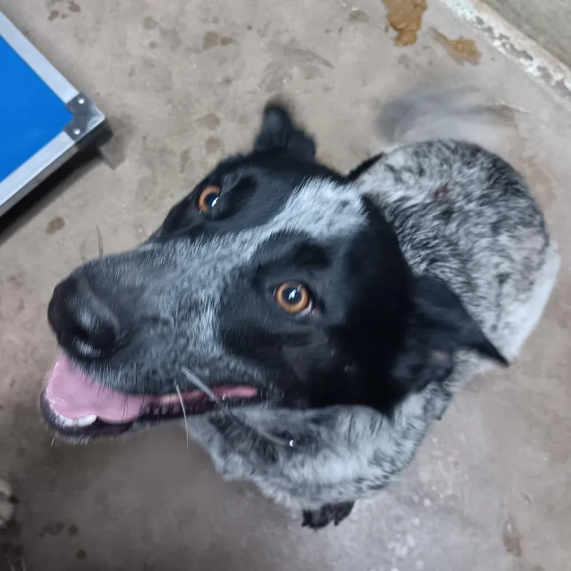 An adult medium-sized female Australian Cattle Dog / Blue Heeler dog named Ruby for adoption in Eureka Springs, AR