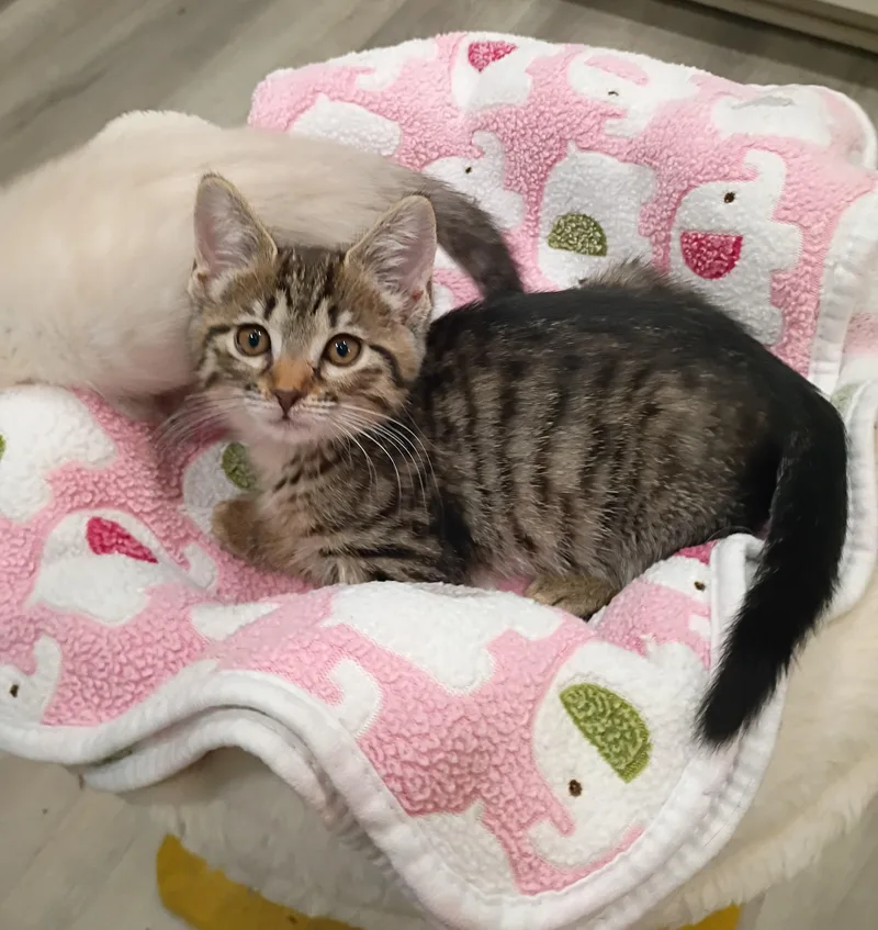 A baby medium-sized female Tabby (Gray / Blue / Silver) Domestic Short Hair cat named Sunshine Cuddly & for adoption in Hendersonville, TN