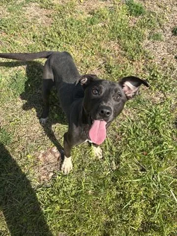 An adult medium-sized male Labrador Retriever dog named Scrappy for adoption in Panama City, FL