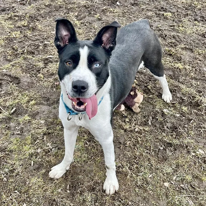 An adult medium-sized female Black Siberian Husky dog named Nettie for adoption in Deerfield, IL