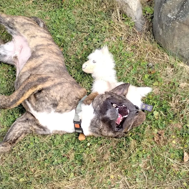 Flounder thumbnail 2