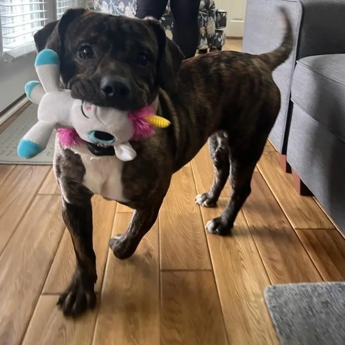 Flounder thumbnail 3