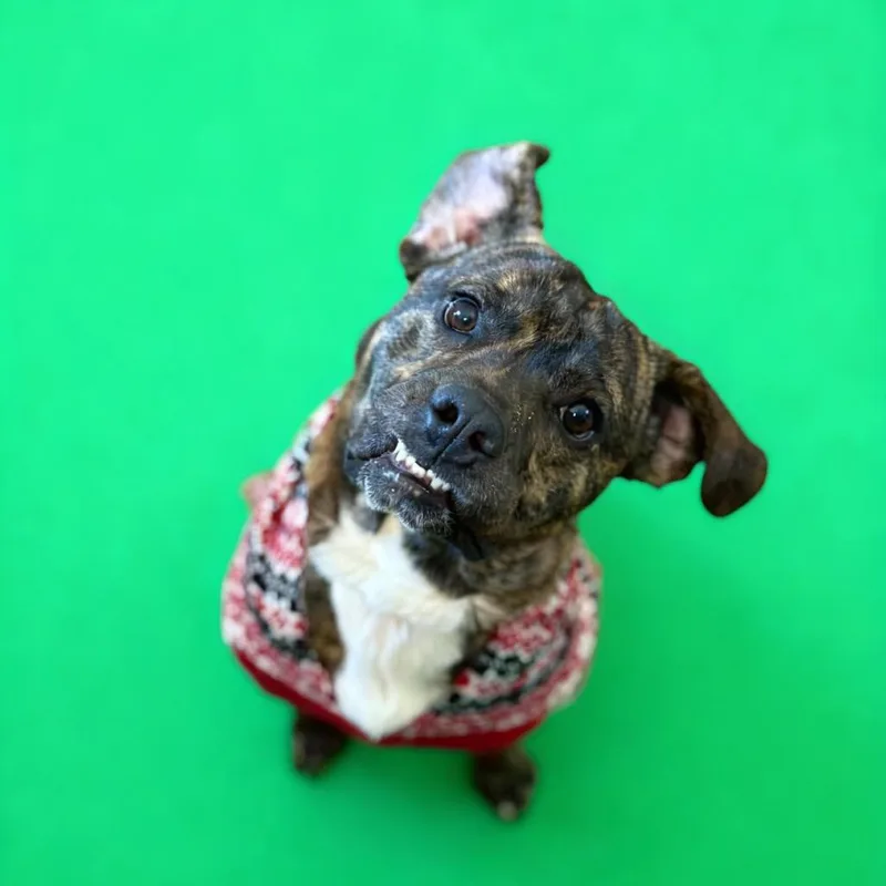 Flounder thumbnail 4